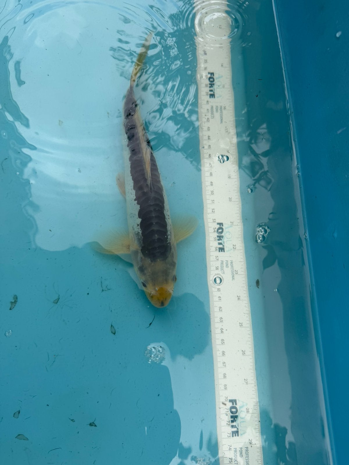 Doitsu Ogon koi, Karper of Koi