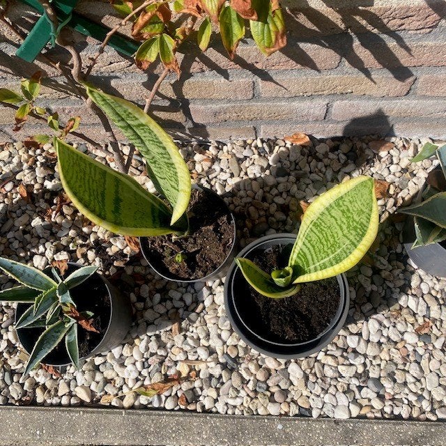 Sanseveria, Ophalen, Overige soorten, Halfschaduw, In pot