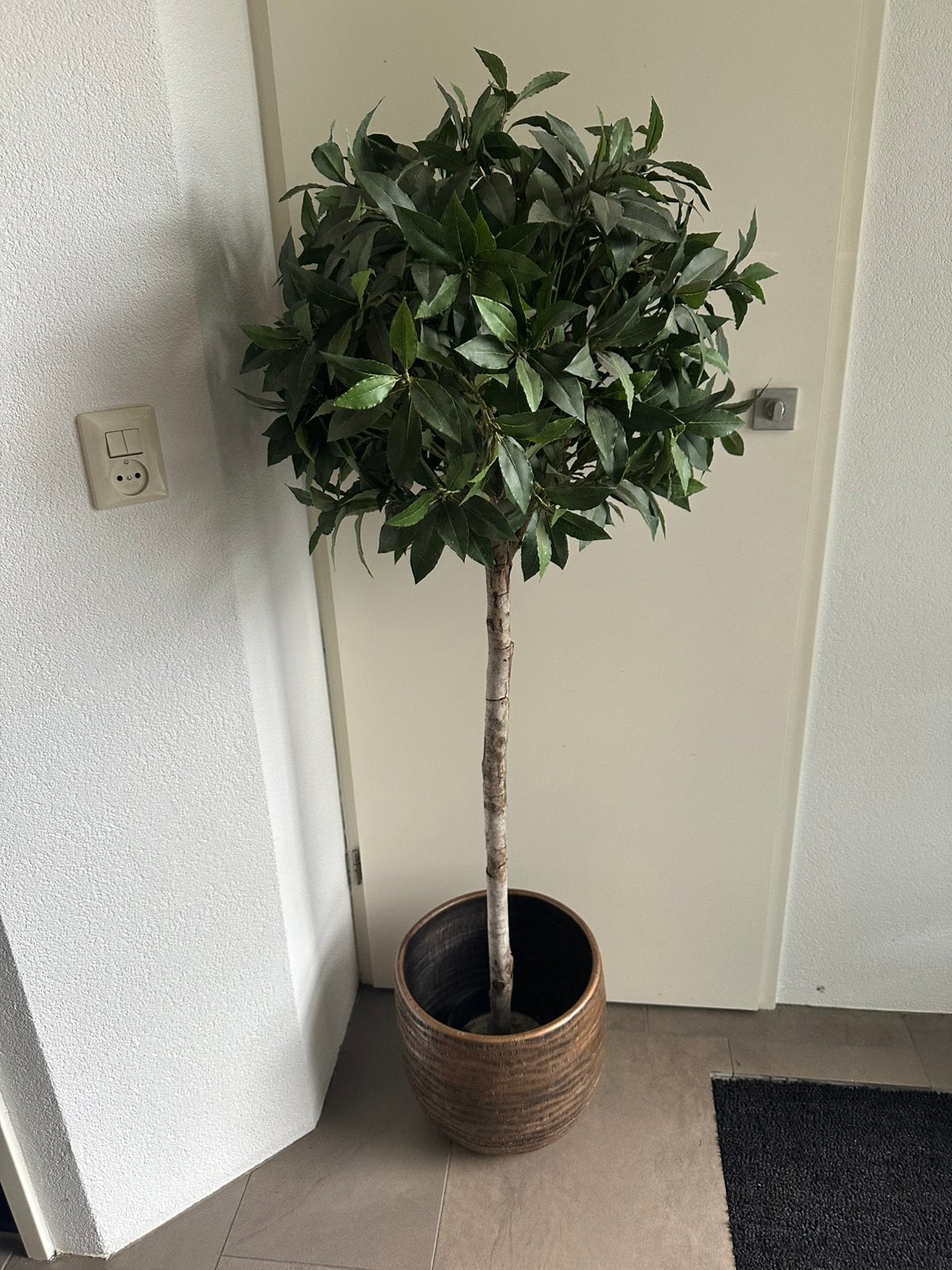 Kuntplant  zonder pot, Ophalen, Zo goed als nieuw