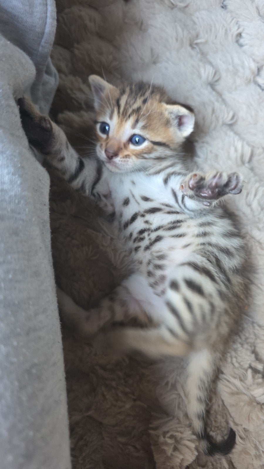 Volle ras bengaal kittens, Dieren en Toebehoren, Meerdere dieren