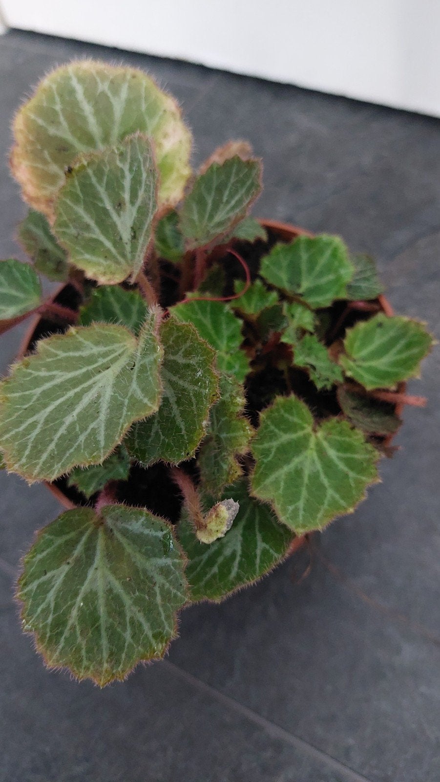 saxifraga, Ophalen of Verzenden