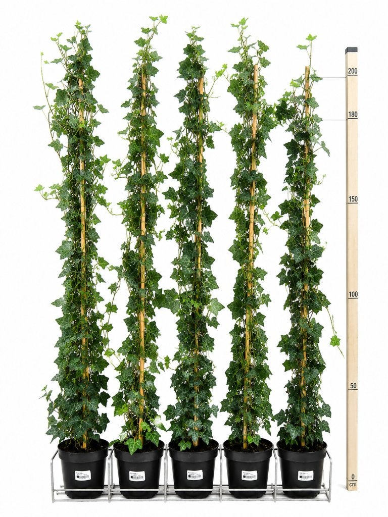 Nu -40%korting Hedera Hibernica, Tuin en Terras, Planten | Bomen, Bloeit niet, Halfschaduw, Overige soorten, 100 tot 250 cm