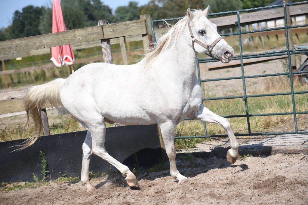 Prinsenpony: goudeerlijke, ervaren grote D ruin