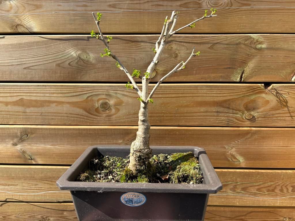 Bonsai Ginkgo Biloba in trainingspot, Volle zon, Vaste plant, Bloeit niet, Ophalen
