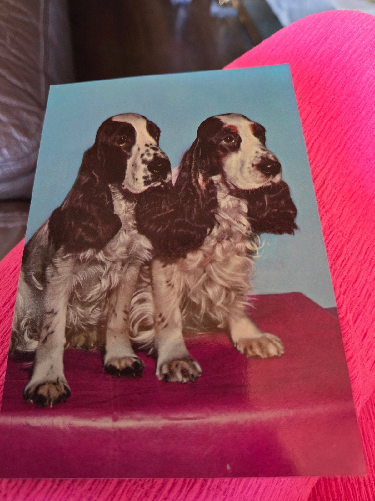 Vintage Ansichtkaart: Twee Schattige Cocker Spaniels, Ophalen of Verzenden, 1960 tot 1980, Ongelopen, Hond of Kat