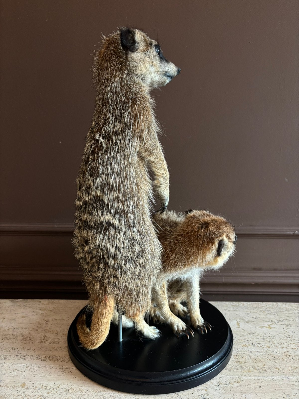 Duo Stokstaartjes op sokkel | Janneke Vos Taxidermie, Ophalen, Nieuw, Opgezet dier