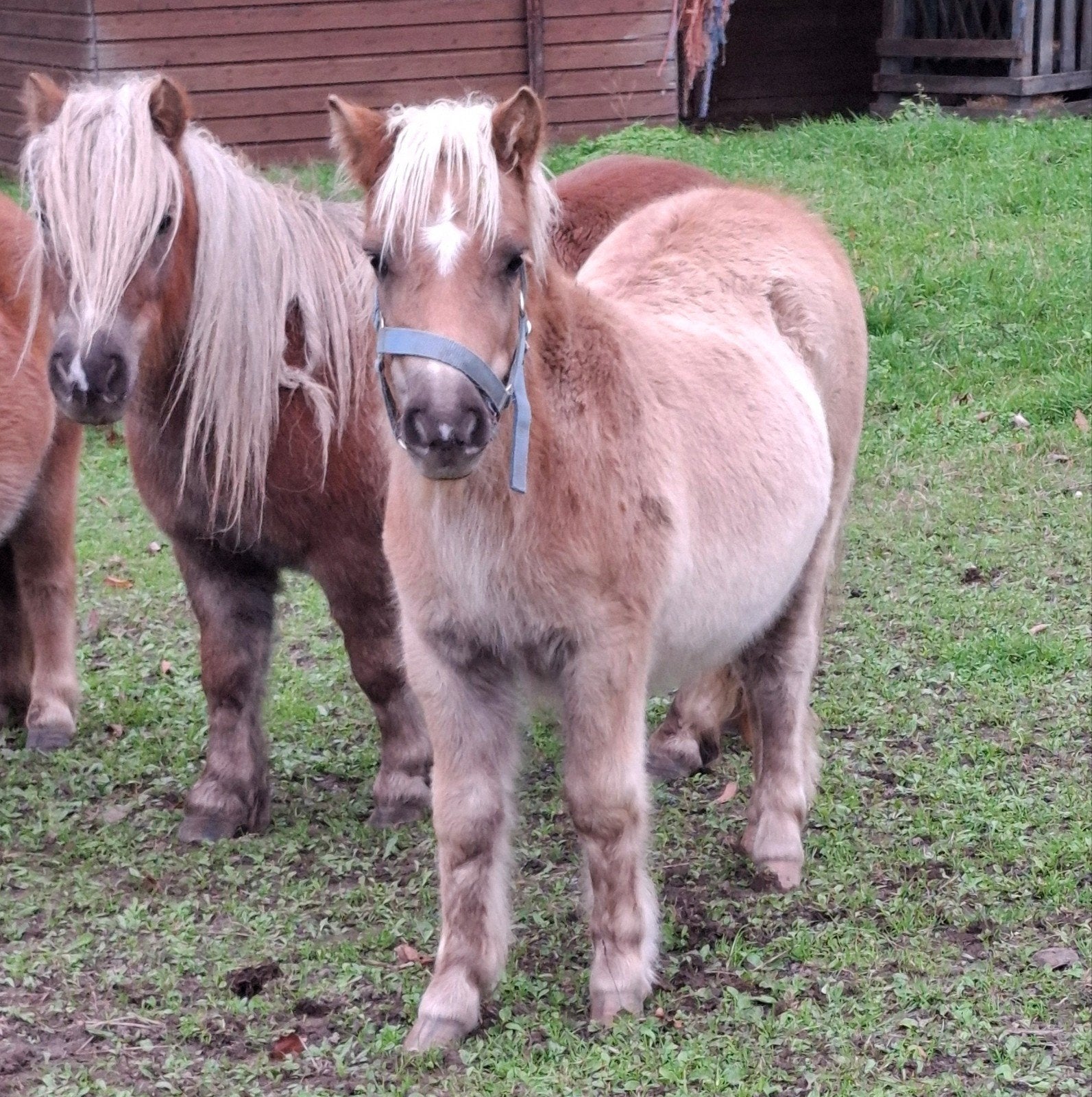 Te koop Shetlander veulen merrie, Dieren en Toebehoren, Merrie, A pony (tot 1.17m), Gechipt, 0 tot 2 jaar