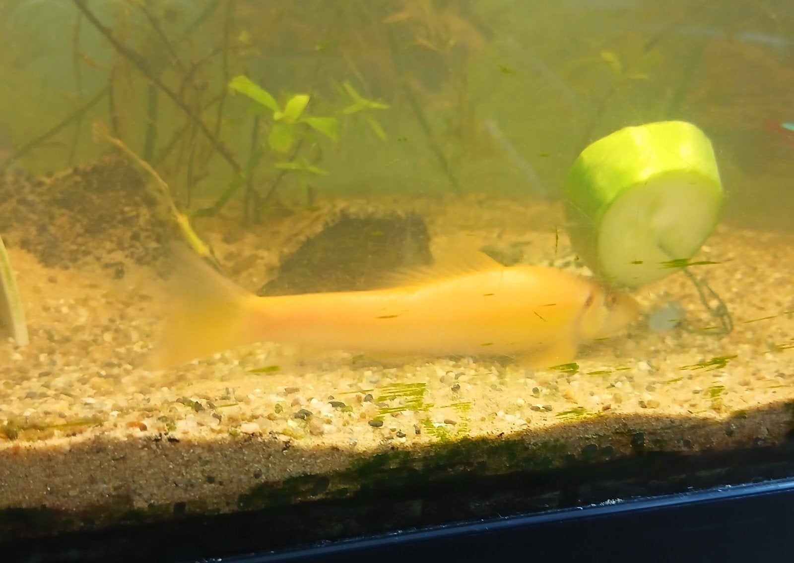 Chineese algeneter (Goud), Dieren en Toebehoren, Vissen | Aquariumvissen