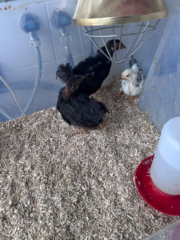 Gratis wyandotte kuikens, Meerdere dieren, Kip