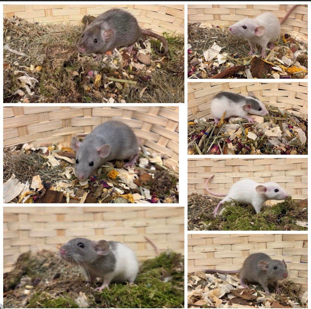 Lieve tamme DWERGRATTEN ( MAN, rechtstreeks van de fokker), Dieren en Toebehoren, Knaagdieren, Rat, April, Mannelijk, Tam