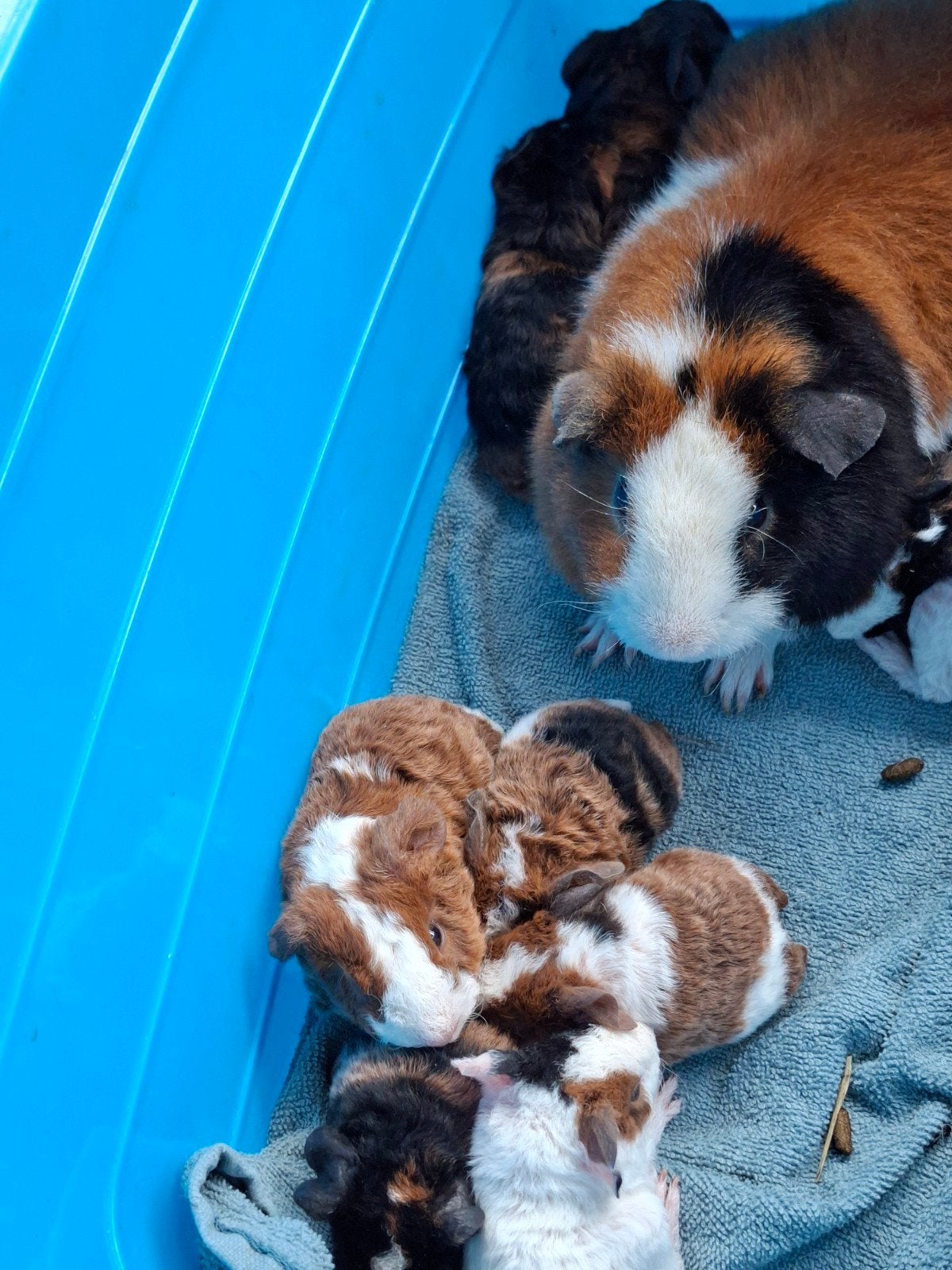 Us teddy te koop, Juli, Meerdere dieren, Cavia