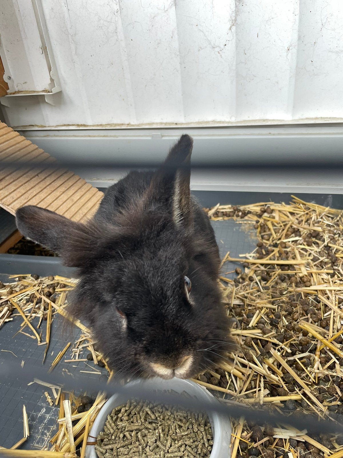 Huis gezocht voor lief rammetje, Mannelijk