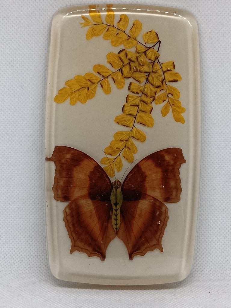Wandplakje met Echte Vlinder en Gedroogde Flora, Ophalen of Verzenden, Gebruikt, Insect, Opgezet dier