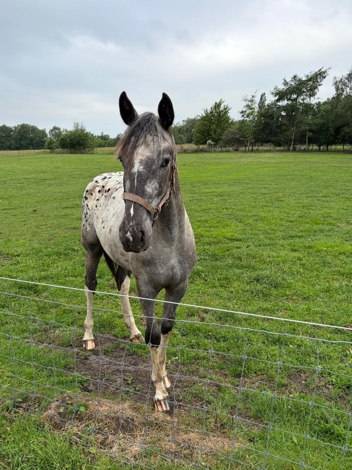 Pintaloosa Zwart Merrie, Merrie