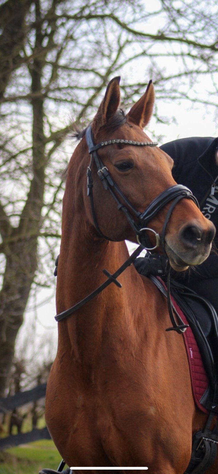 Dressuur hoofdstel COB, Ophalen of Verzenden