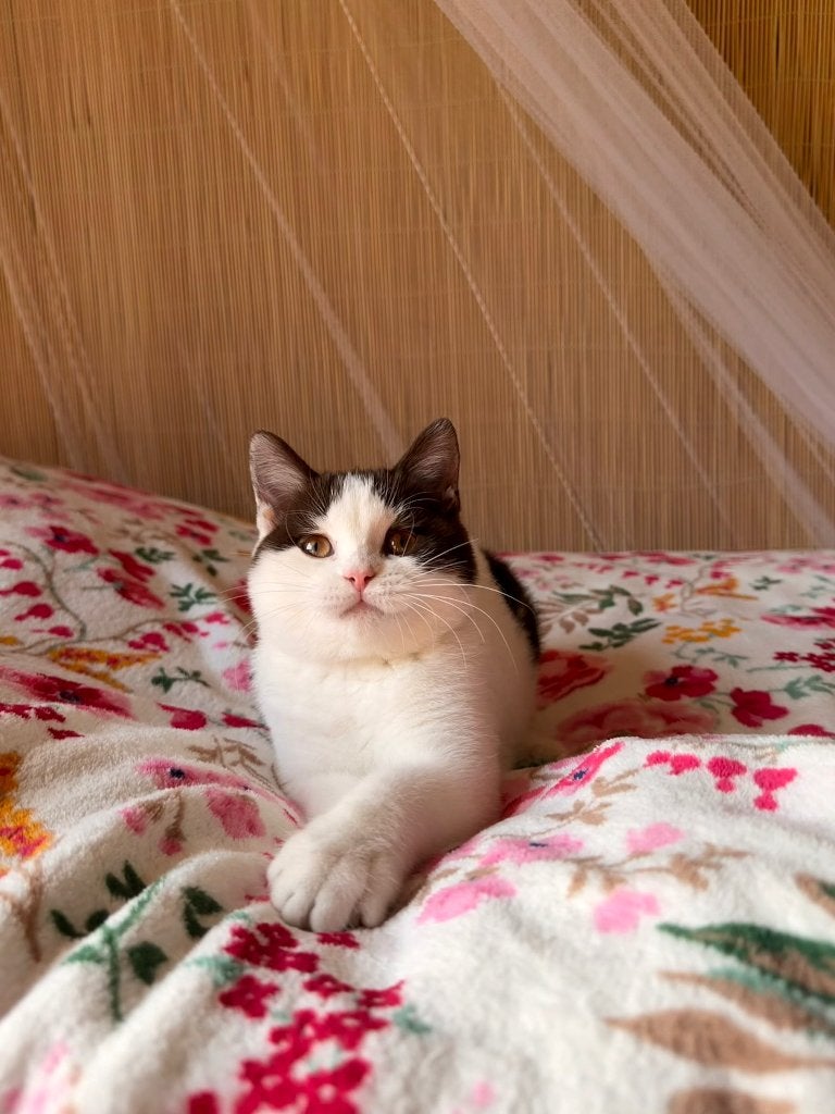 Britse Korthaar, Dieren en Toebehoren, Katten en Kittens | Raskatten | Korthaar, Kater, Gechipt