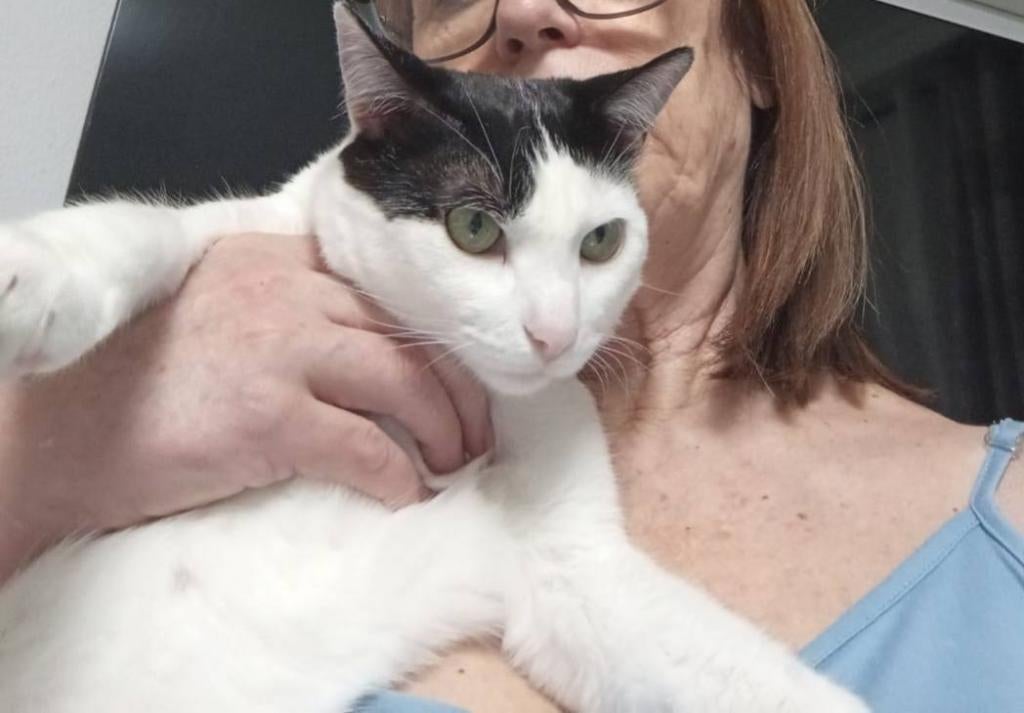 Jarela, Diana, al met 1 dag ter adoptie gezet, nu bij ons,, Poes, Kortharig, 0 tot 2 jaar