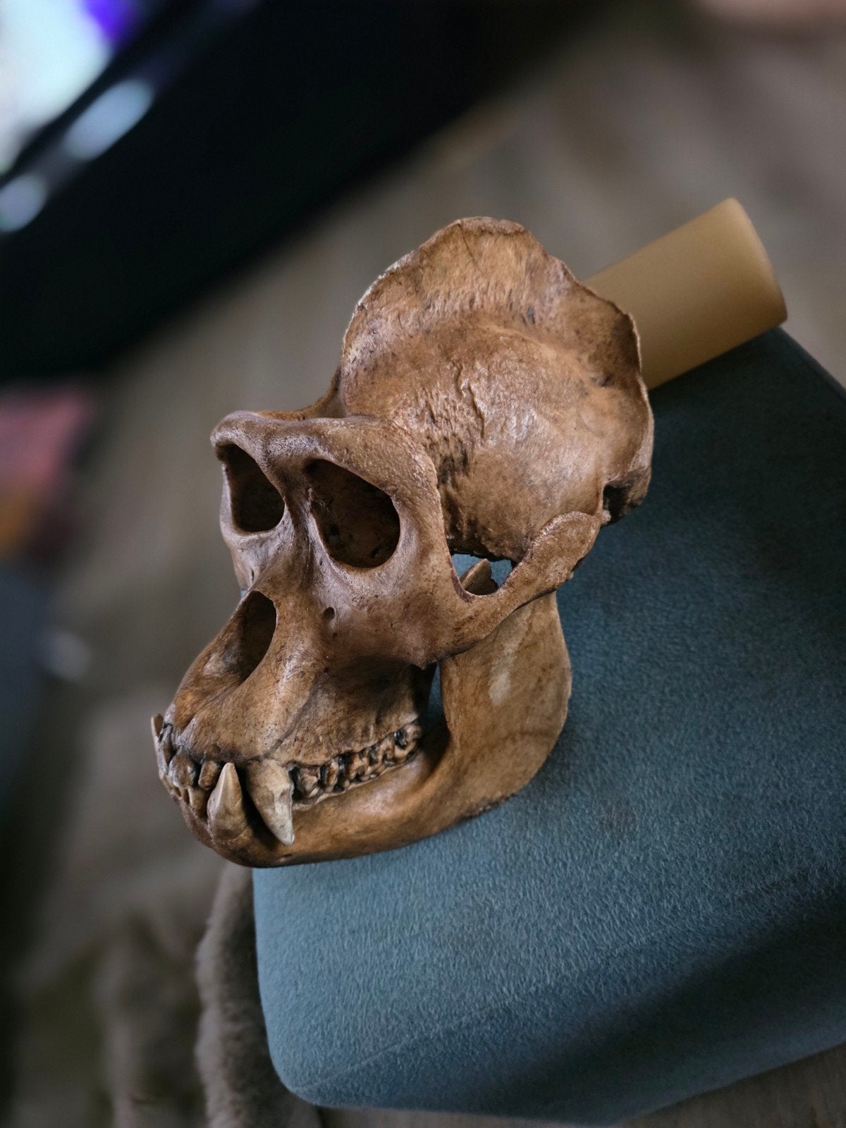 gorilla schedel, taxidermie opgezette dieren aap schedel, Ophalen of Verzenden, Nieuw, Schedel
