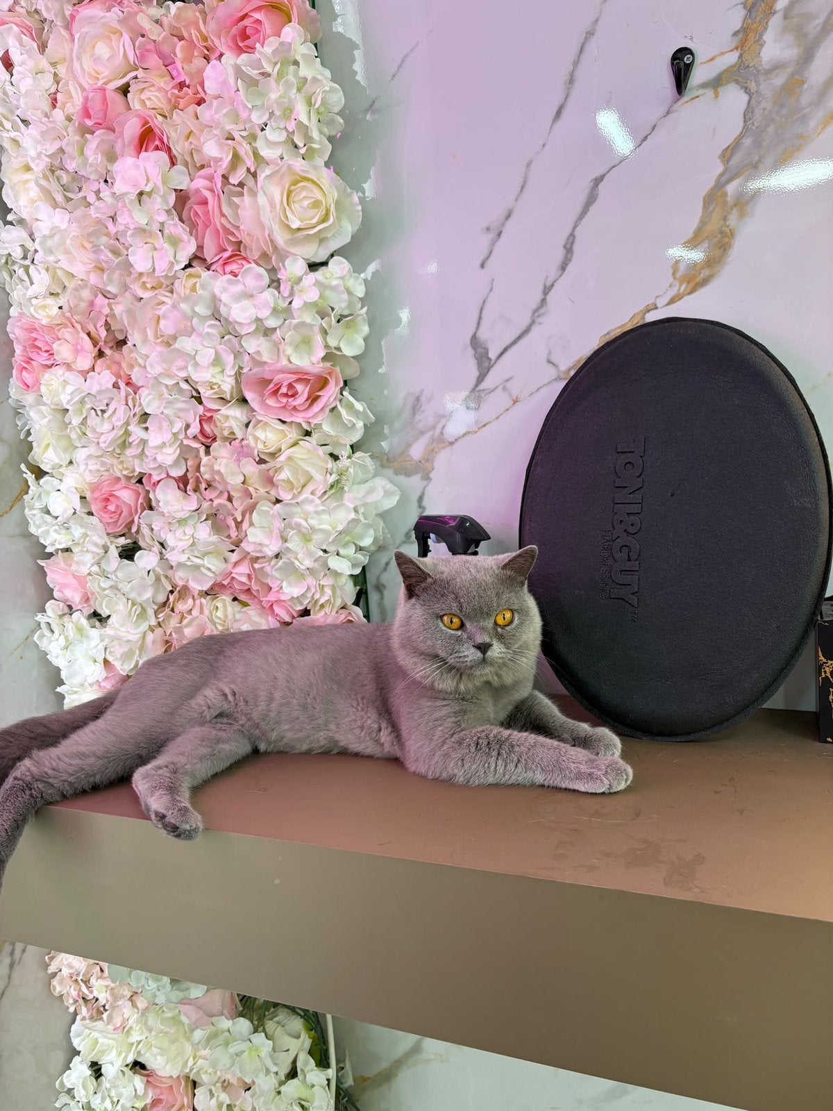 Britse kort haar katter kat brits shorthair blauw katten, Dieren en Toebehoren, Kater, Kortharig, 0 tot 2 jaar