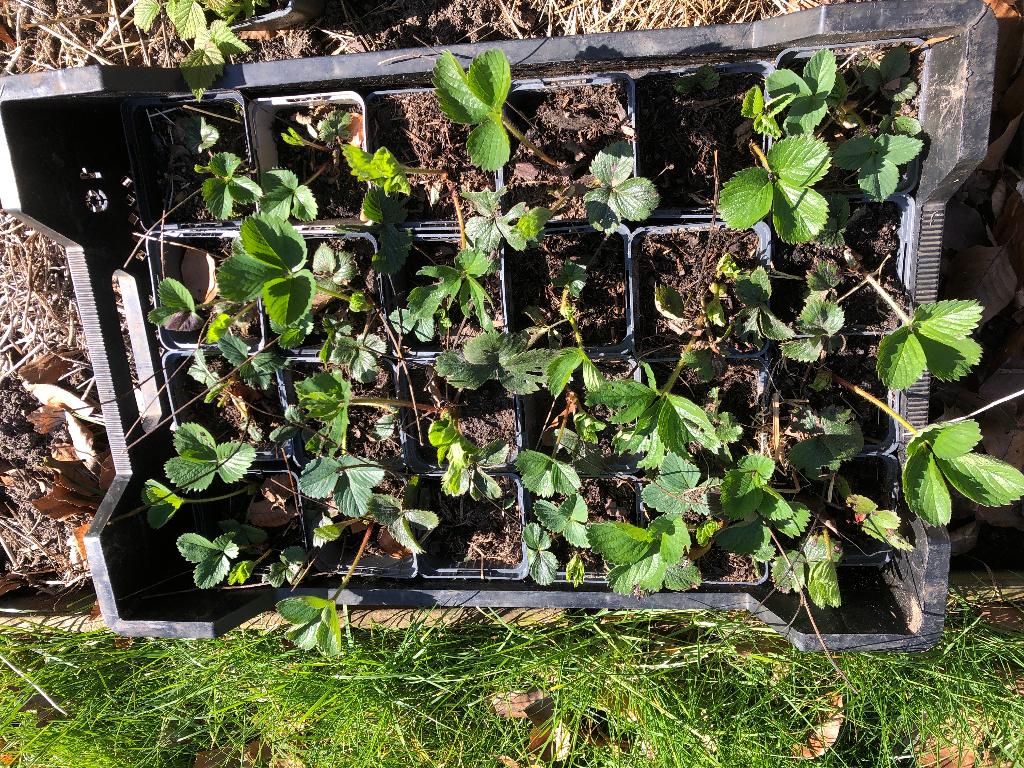 Aardbeienplantjes, Ophalen, Volle zon, Vaste plant, Fruitplanten