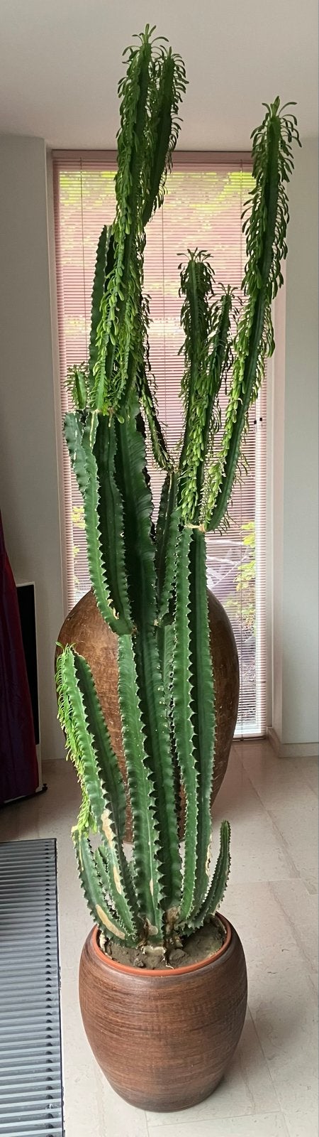 Grote cactus (Euphorbia) met pot ca. 2.30m, Huis en Inrichting, Ophalen, 200 cm of meer, Halfschaduw, Groene kamerplant