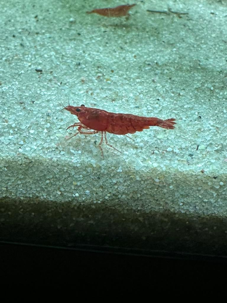 Garnalen, Dieren en Toebehoren, Vissen | Aquariumvissen, Kreeft, Krab of Garnaal