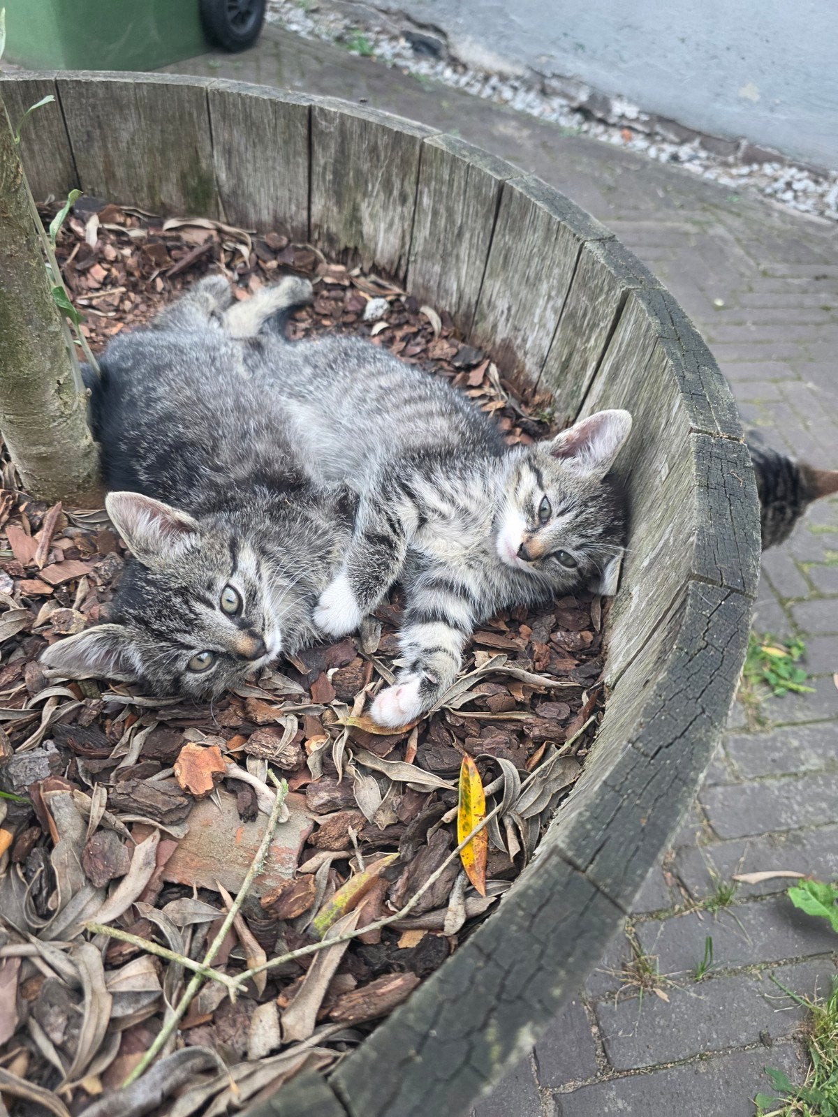 boerderij  kitten  kater, Dieren en Toebehoren