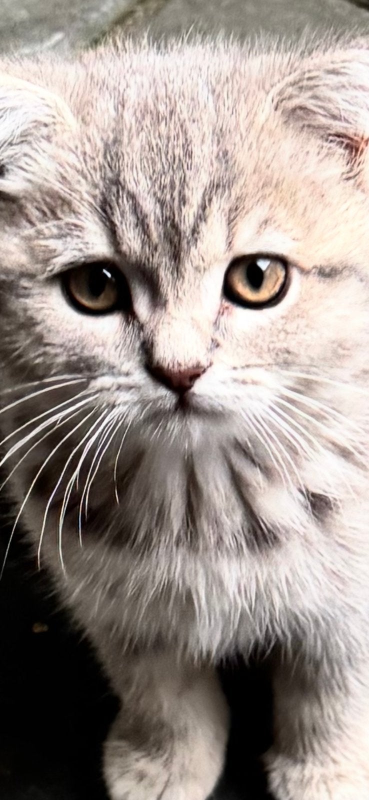 Raszuiver Britse Korthaar kittens mogen verhuizen 🔥🔥, Meerdere dieren, Ontwormd