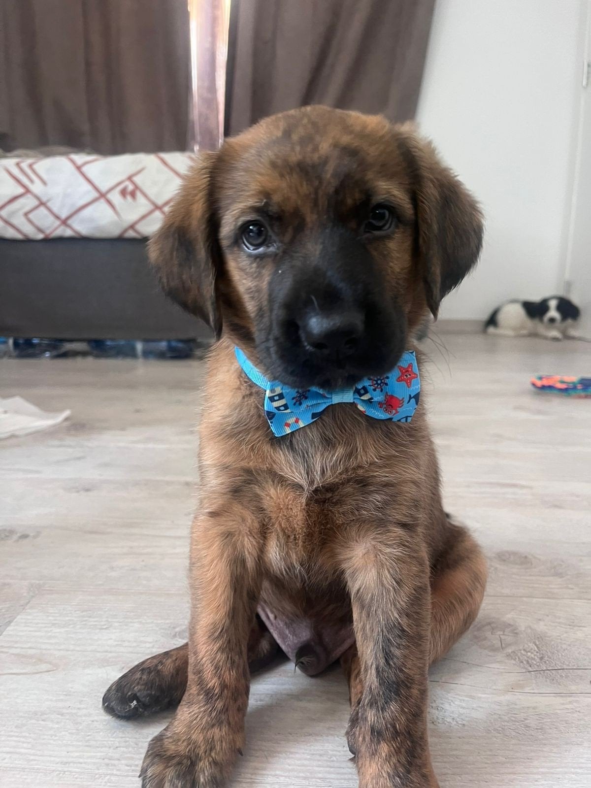 Stoere mark zoekt ook een fijn huisje (Cyprus), Dieren en Toebehoren, Honden | Niet-rashonden, 15 weken tot 1 jaar, Buitenland