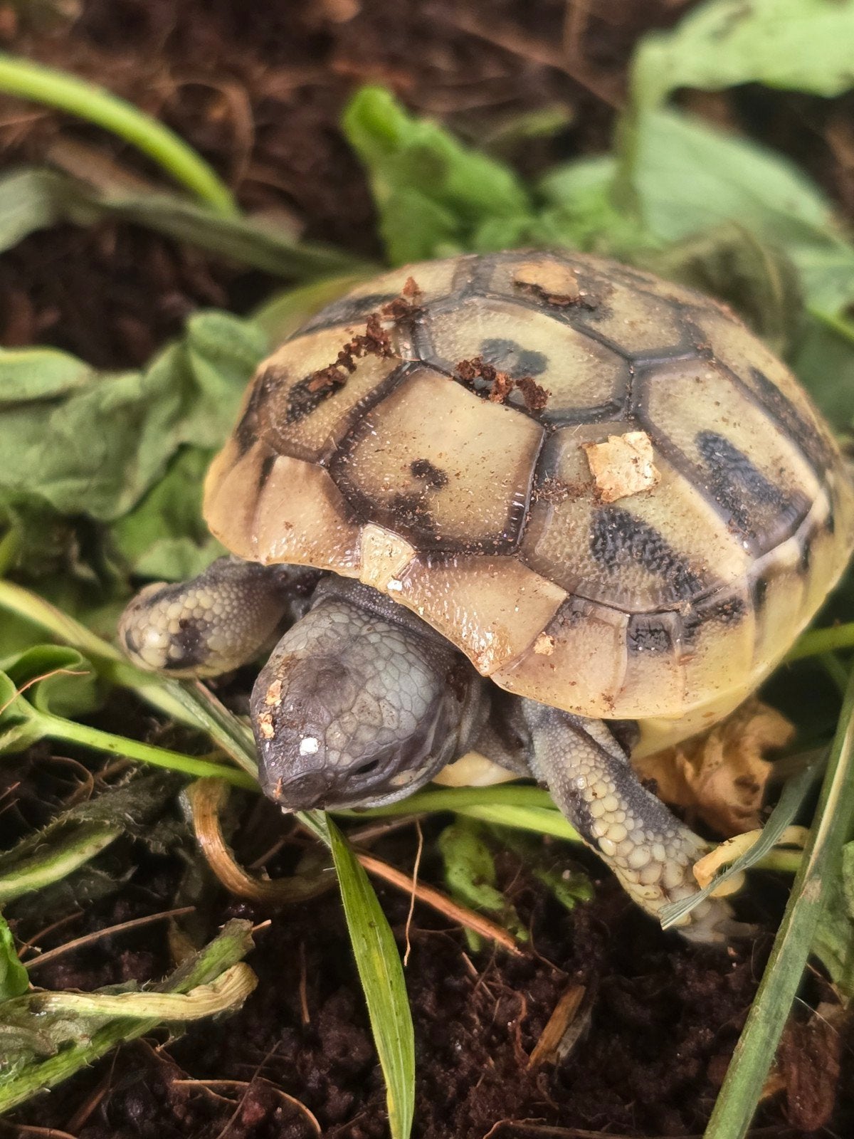 Nakweek Griekse landschildpadden Tortoise photo 5