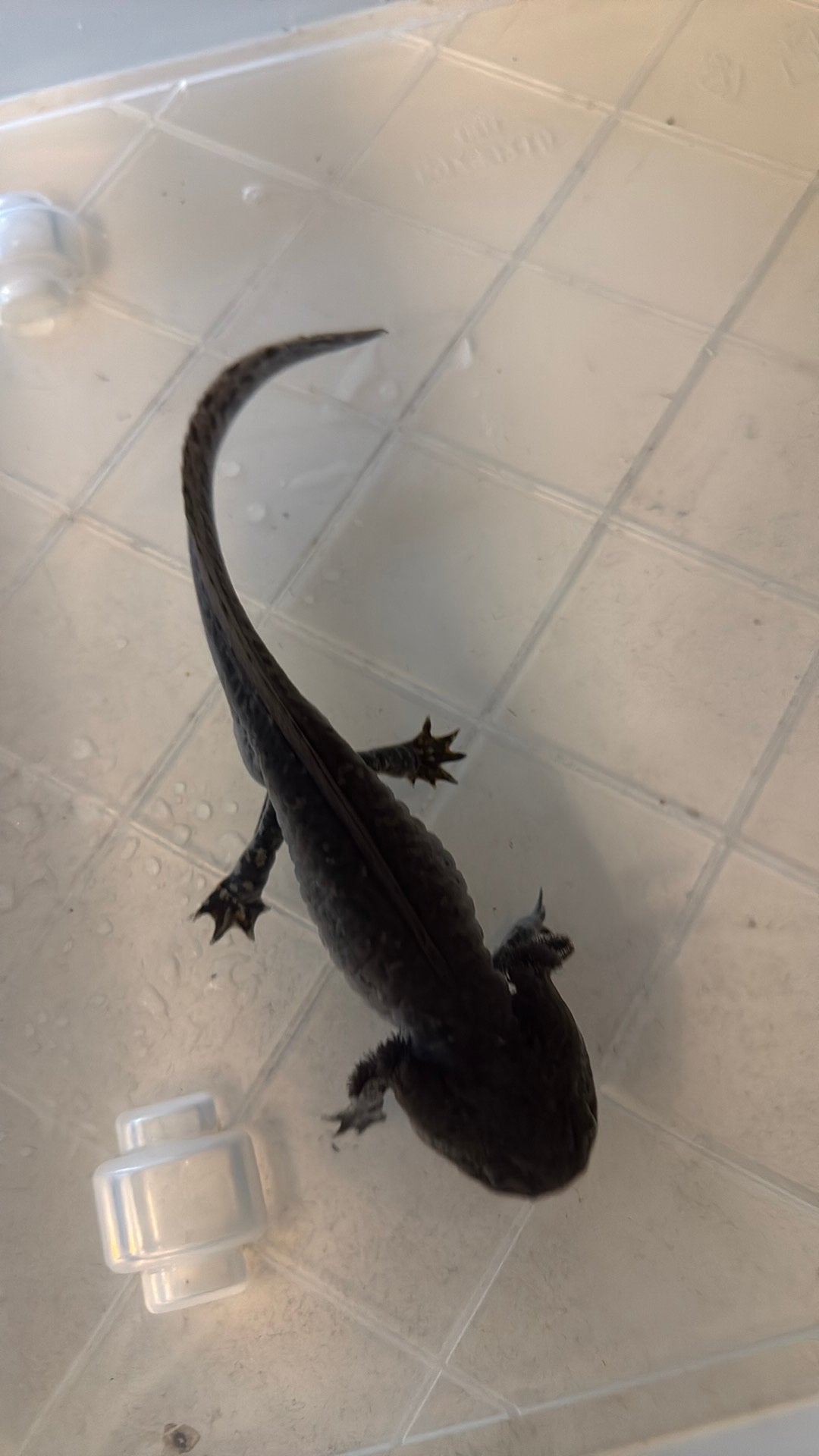 Mooie jonge wildkleur axolotl mannetje, Amfibie, 0 tot 2 jaar