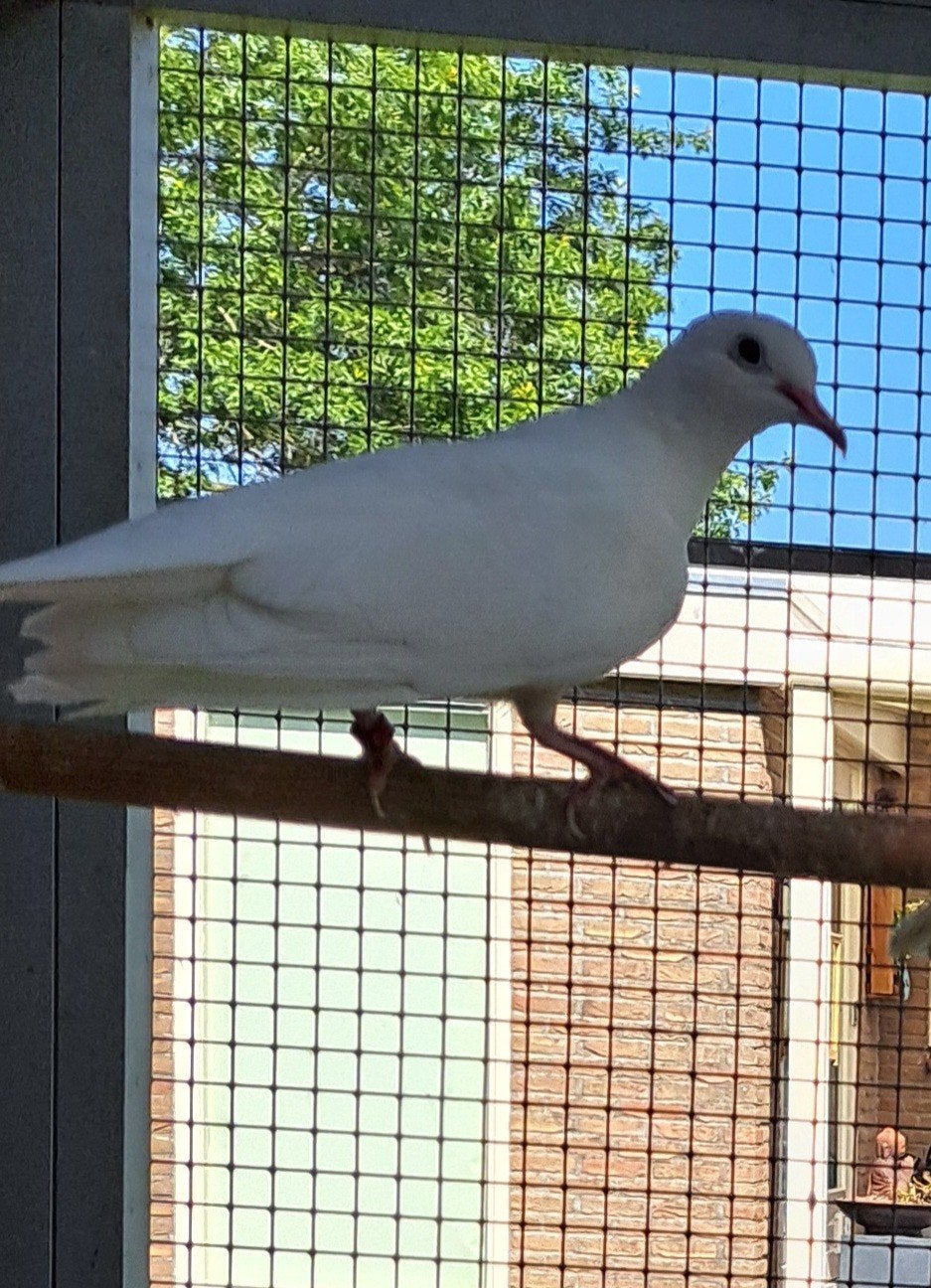 GEVRAAGD een  Witte lachduif( doffer), Eén persoon