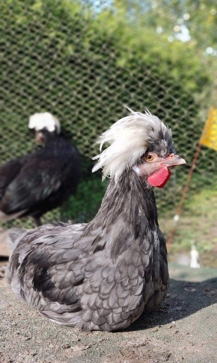 Hollandse kuifhoen haan blauw, Dieren en Toebehoren, Pluimvee, Mannelijk, Kip