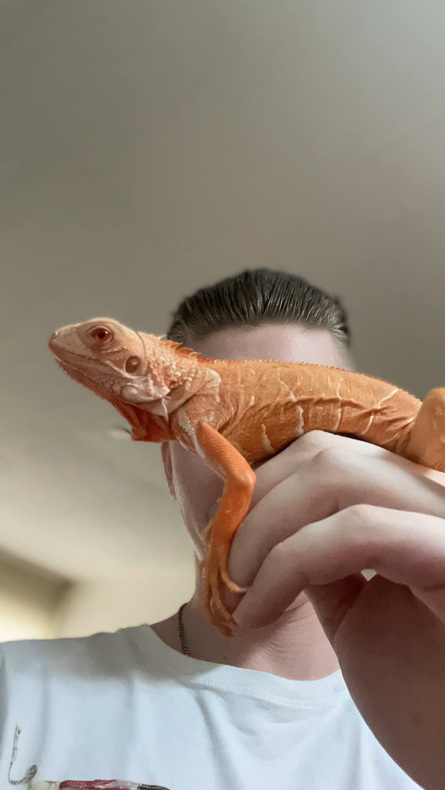 Tamme Leguaan vrouw, Dieren en Toebehoren, Reptielen en Amfibieën, Overige soorten, Tam, 0 tot 2 jaar