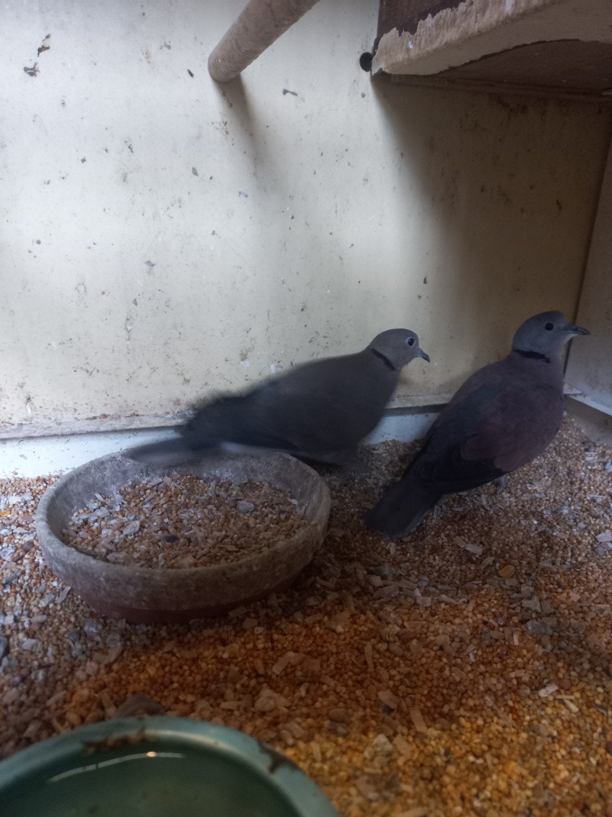 Kweek koppel birma tortels geringd, Dieren en Toebehoren, Meerdere dieren, Postduif