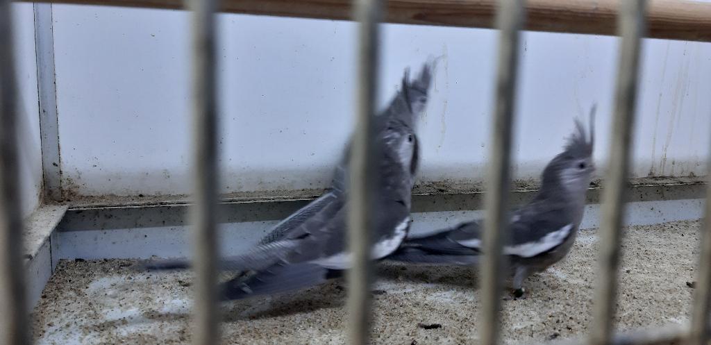 Valkparkieten witkop, Meerdere dieren, Parkiet, Pratend