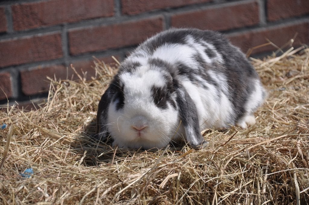 Meerdere nederlandse hangoor dwerg voedsters groep 1 NHD, Dieren en Toebehoren, Konijnen, Vrouwelijk, Dwerg, Hangoor, 0 tot 2 jaar