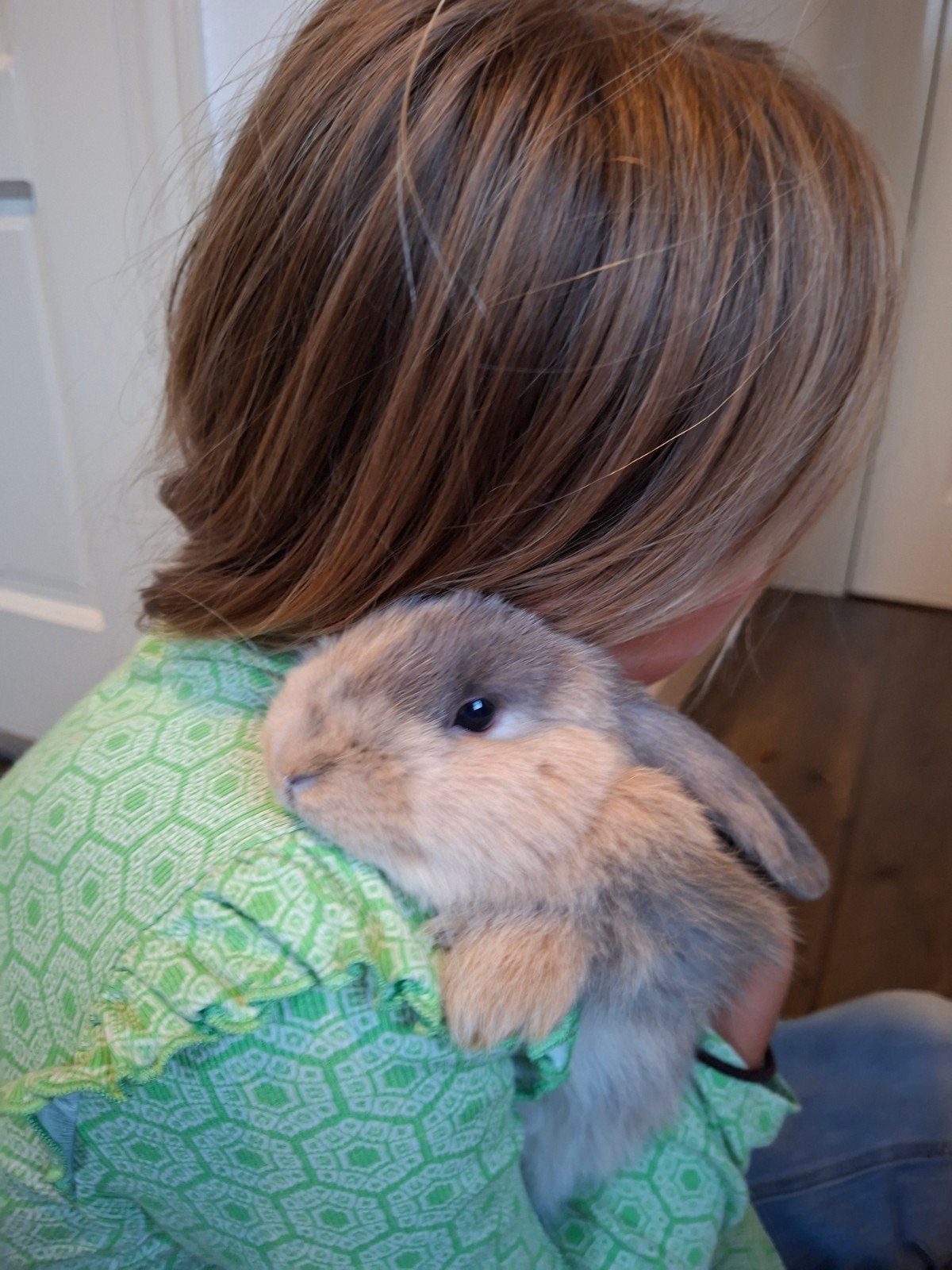 erg lief handtam hangoor dwerg konijntje ram konijn, Dieren en Toebehoren, Augustus, Mannelijk, Overige typen, Tam