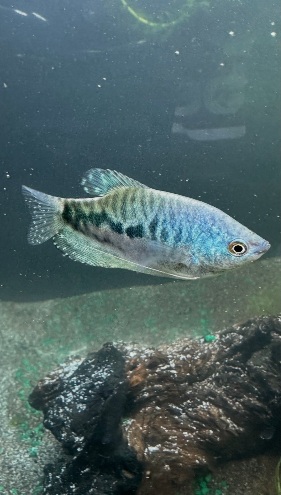 Prachtige gourami zsm weg, Vis, Zoetwatervis