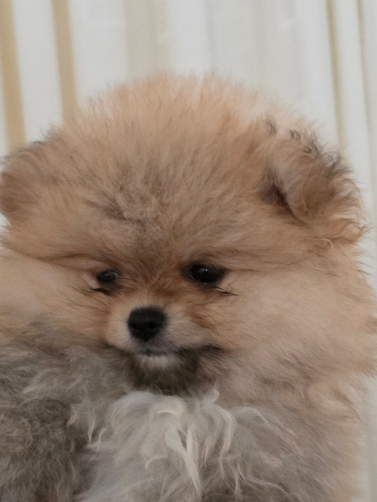 Pomeriaan pups Nederlandse, Keeshond, Meerdere, Meerdere dieren, Nederland