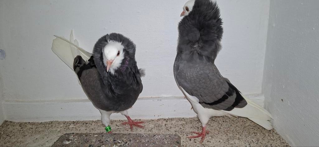Te koop sierduiven Oudhollands kapucijnen duiven, Meerdere dieren, Overige soorten
