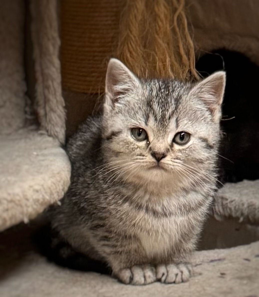 Britse Korthaar kittens, Poes