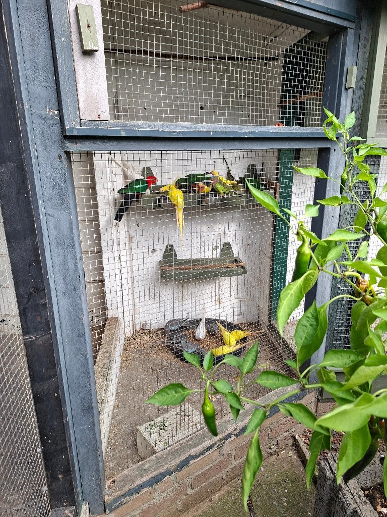 div vogels te koop 2 konings en 25 prinsessen in div kleuren, Meerdere dieren, Dwergpapegaai of Agapornis, Geringd
