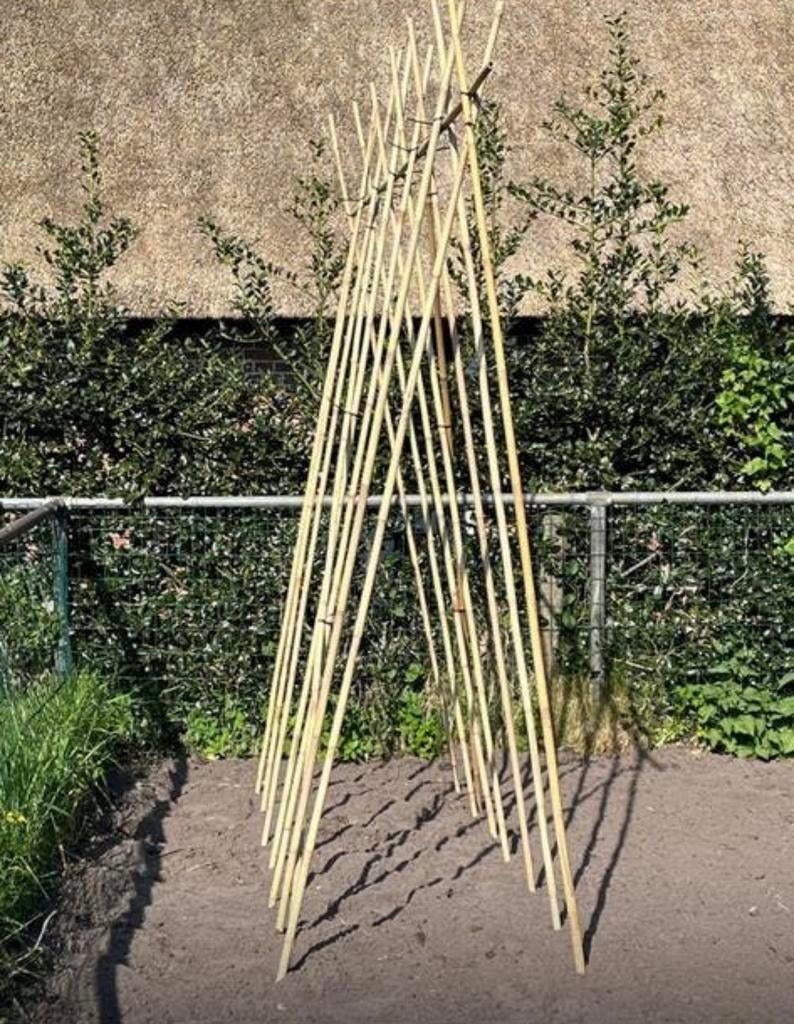 Bonenstokken bamboestok tonkin moes/groentetuin plantensteun