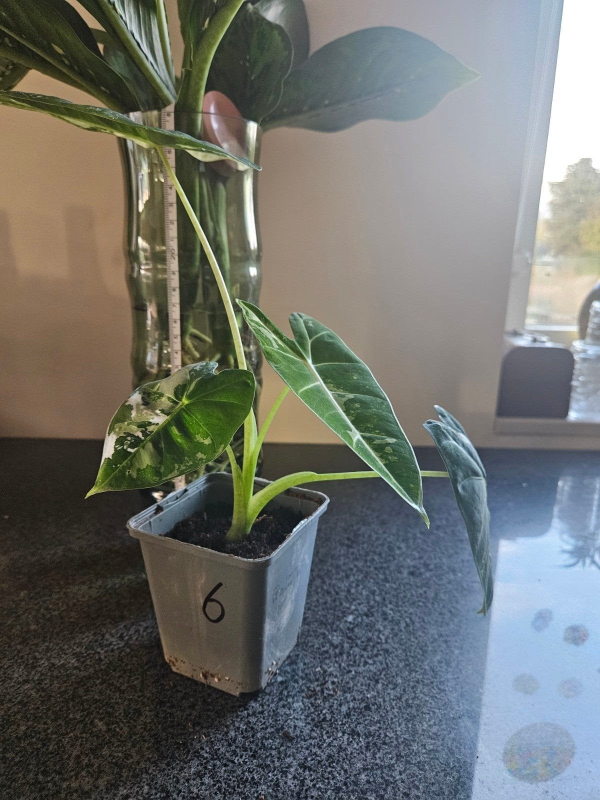 Alocasia Frydek Variegata, Ophalen of Verzenden, Overige soorten, Halfschaduw, Minder dan 100 cm