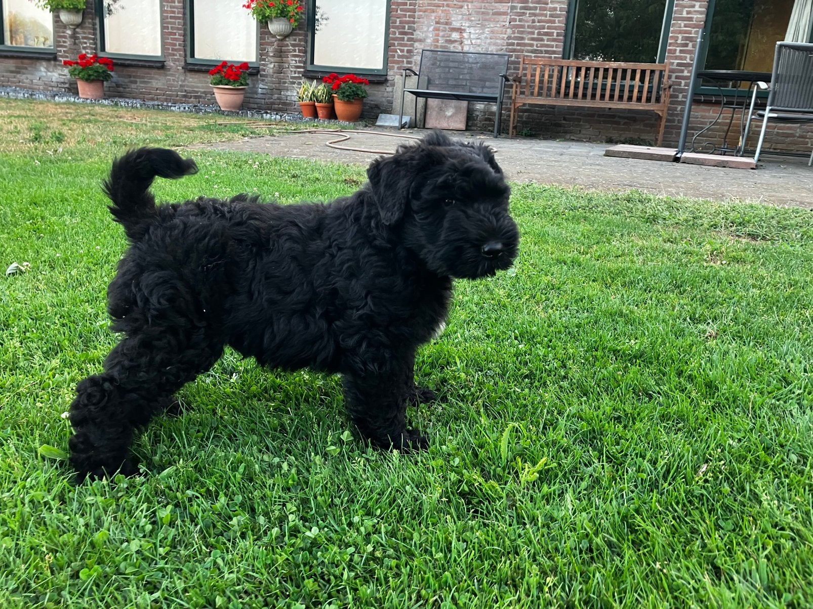 Mooie zwarte Bouvier pups, Dieren en Toebehoren, Honden | Herdershonden en Veedrijvers, Bouvier, 8 tot 15 weken, Meerdere, Meerdere dieren