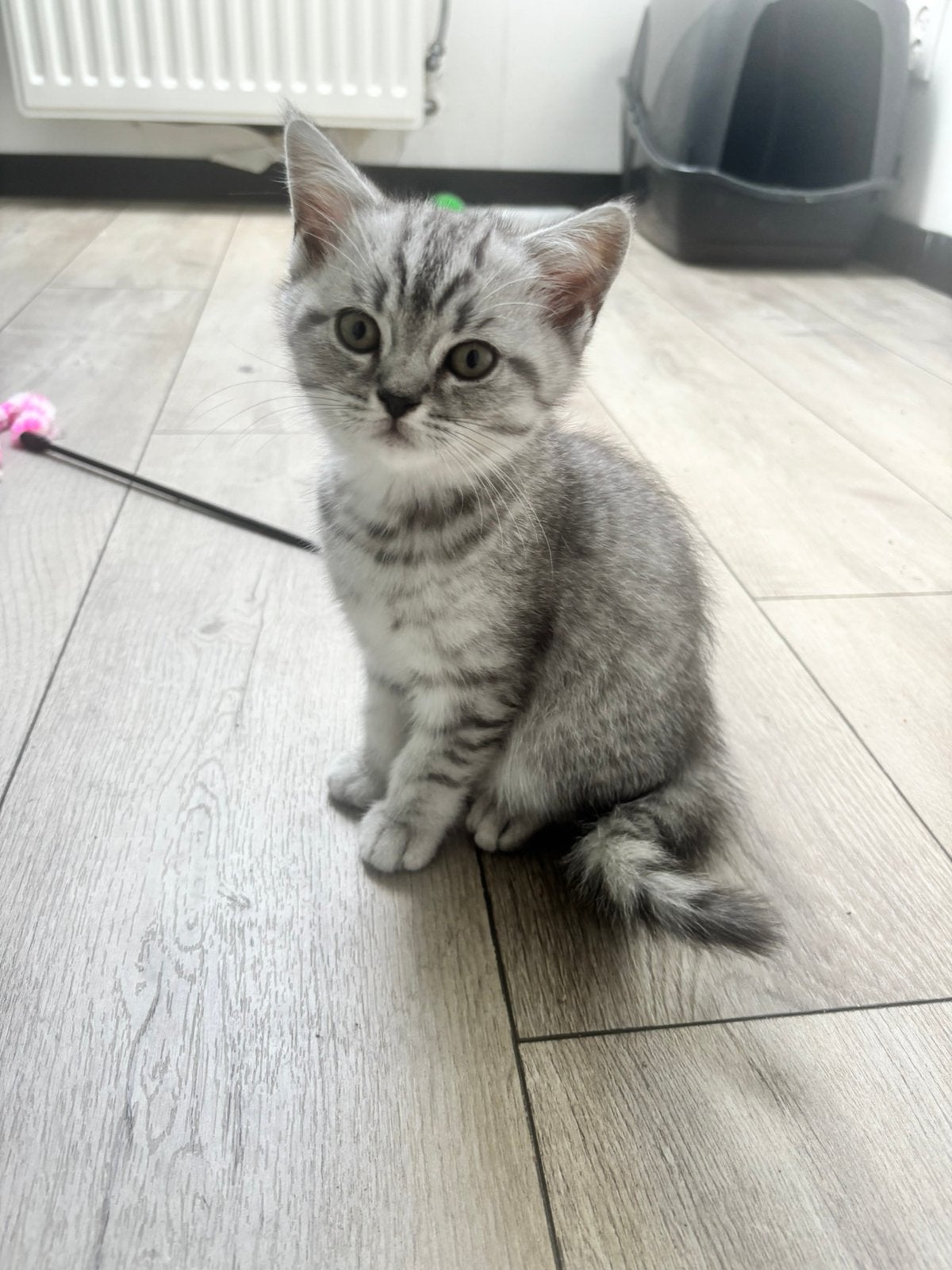 Nog 1 Britse Korthaar kitten beschikbaar – Silver Tabby, Dieren en Toebehoren, Katten en Kittens | Raskatten | Korthaar, Meerdere dieren