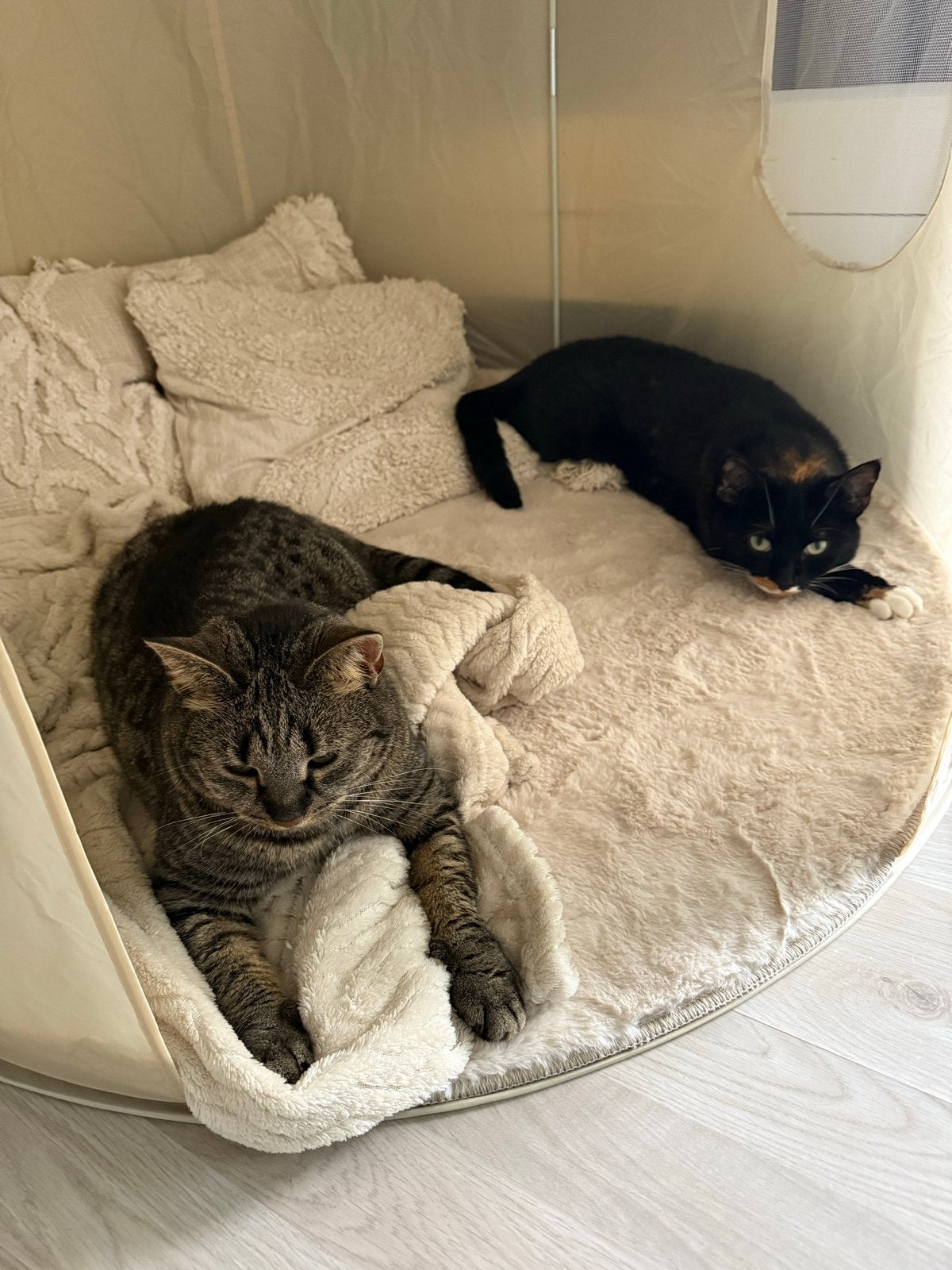 Lizzy & Luna zoeken een huisje, Poes, Kortharig, 3 tot 5 jaar