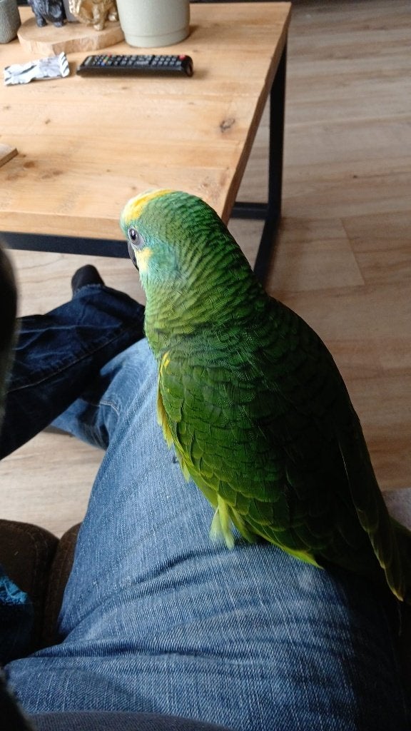 Lieve tamme blauwvoorhoofd amazone papegaai ♡, Dieren en Toebehoren, Geslacht onbekend, Papegaai, Pratend