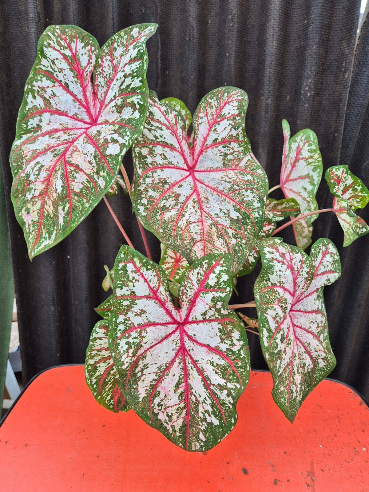 Caladium Bottle Rocket p21 XXL, Ophalen of Verzenden, Halfschaduw, Minder dan 100 cm